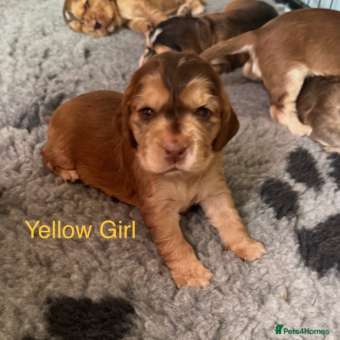 Cocker Spaniel dogs for sale: Cocker Spaniel Pups, KC, Health Tested, Champ Line - Image 13