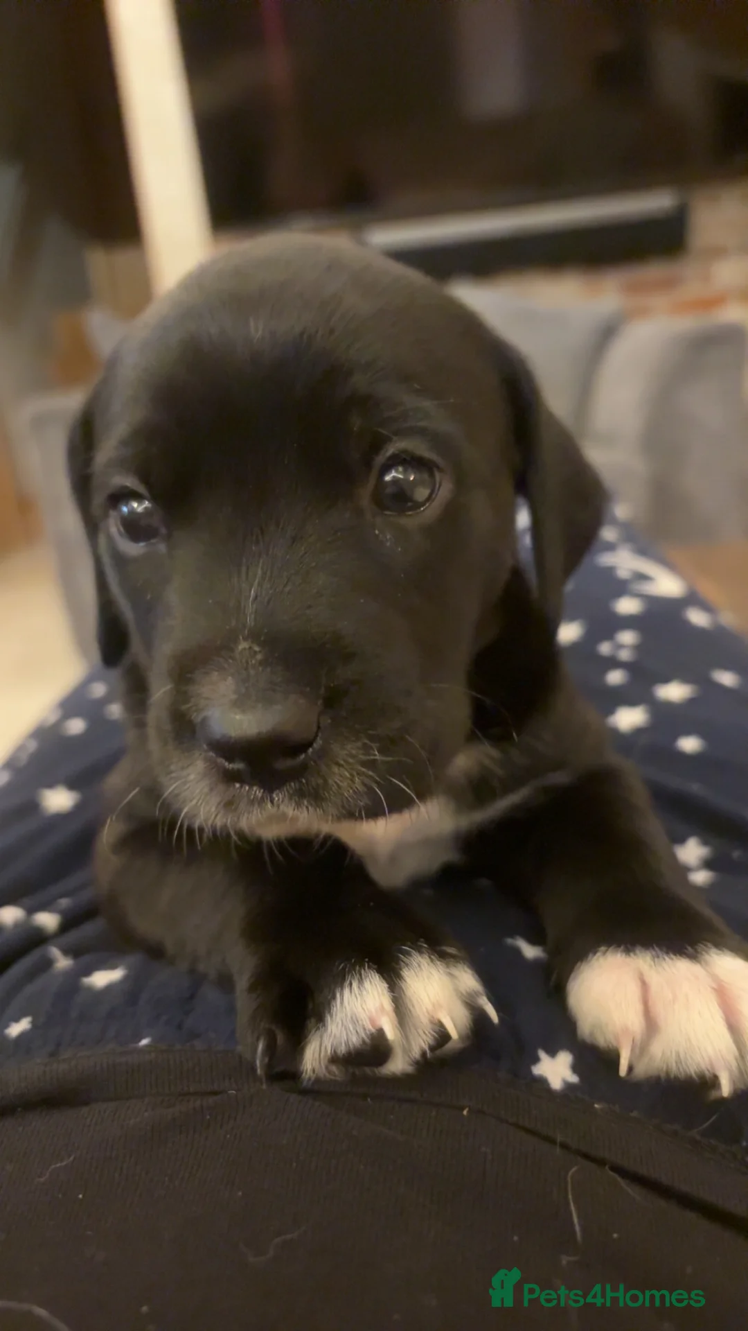 Mixed Breed dogs for sale: Dalmatian x Labrador puppies  - Advert 13