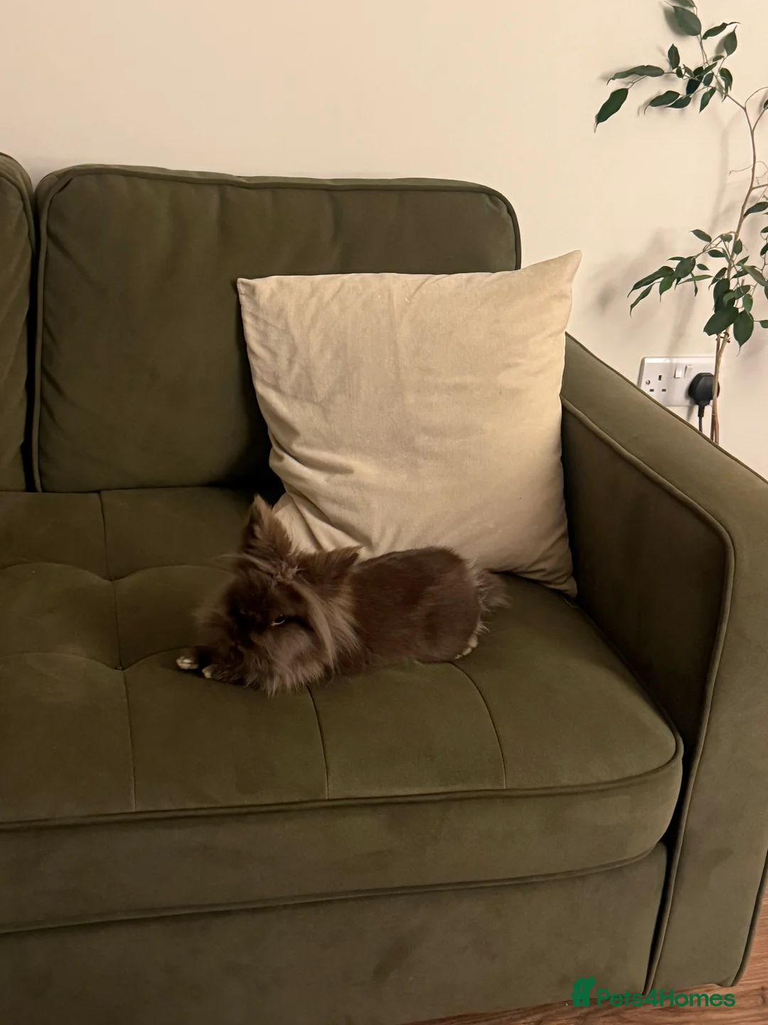 Lionhead rabbits for sale: Lionhead Rabbit - with 2 cages - Advert 2