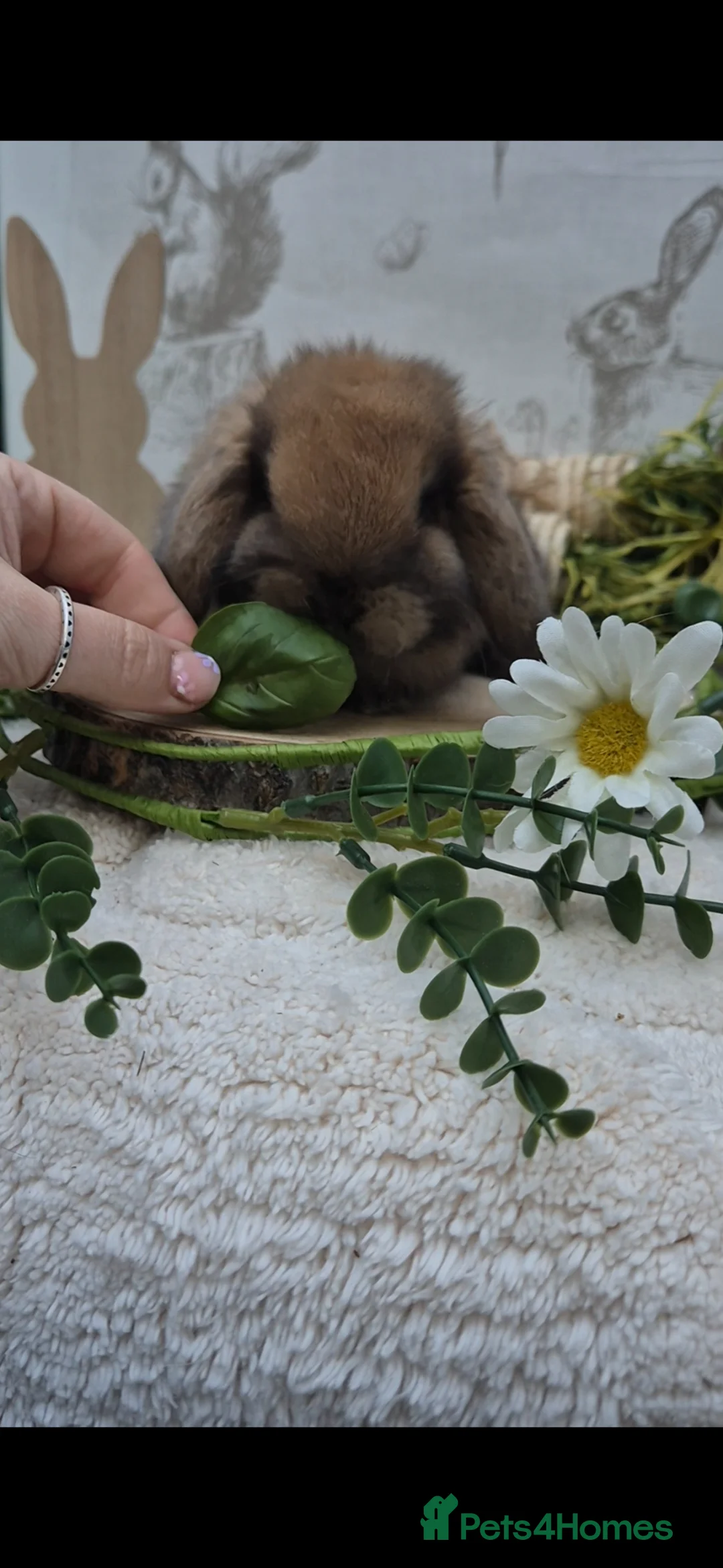 Mini Lop rabbits for sale: Mini lop Rabbit - Advert 18