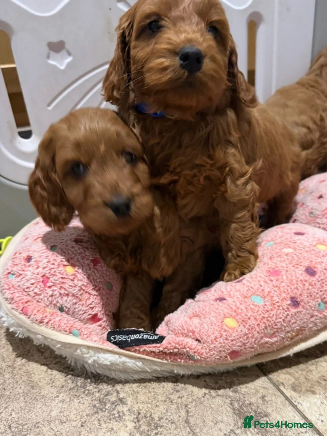 Cocker Spaniel dogs for sale: Cocker Spaniel Puppies - Advert 2
