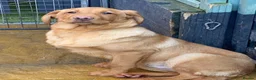 Labrador Retriever dogs for sale: Red fox Labrador males  in Dereham - Advert 2