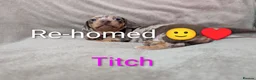 Miniature Dachshund dogs for sale: LAST GIRL £950 Miniature Dachshund  - Advert 5