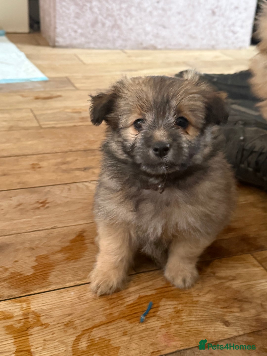 Mixed Breed dogs for sale: La poms (La pomachon)  - Image 2