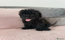 Toy Poodle dogs for sale: READY TO LEAVE Adorable Toy Poodles - Image 6