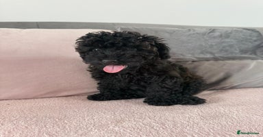 Toy Poodle dogs - Advert 5
