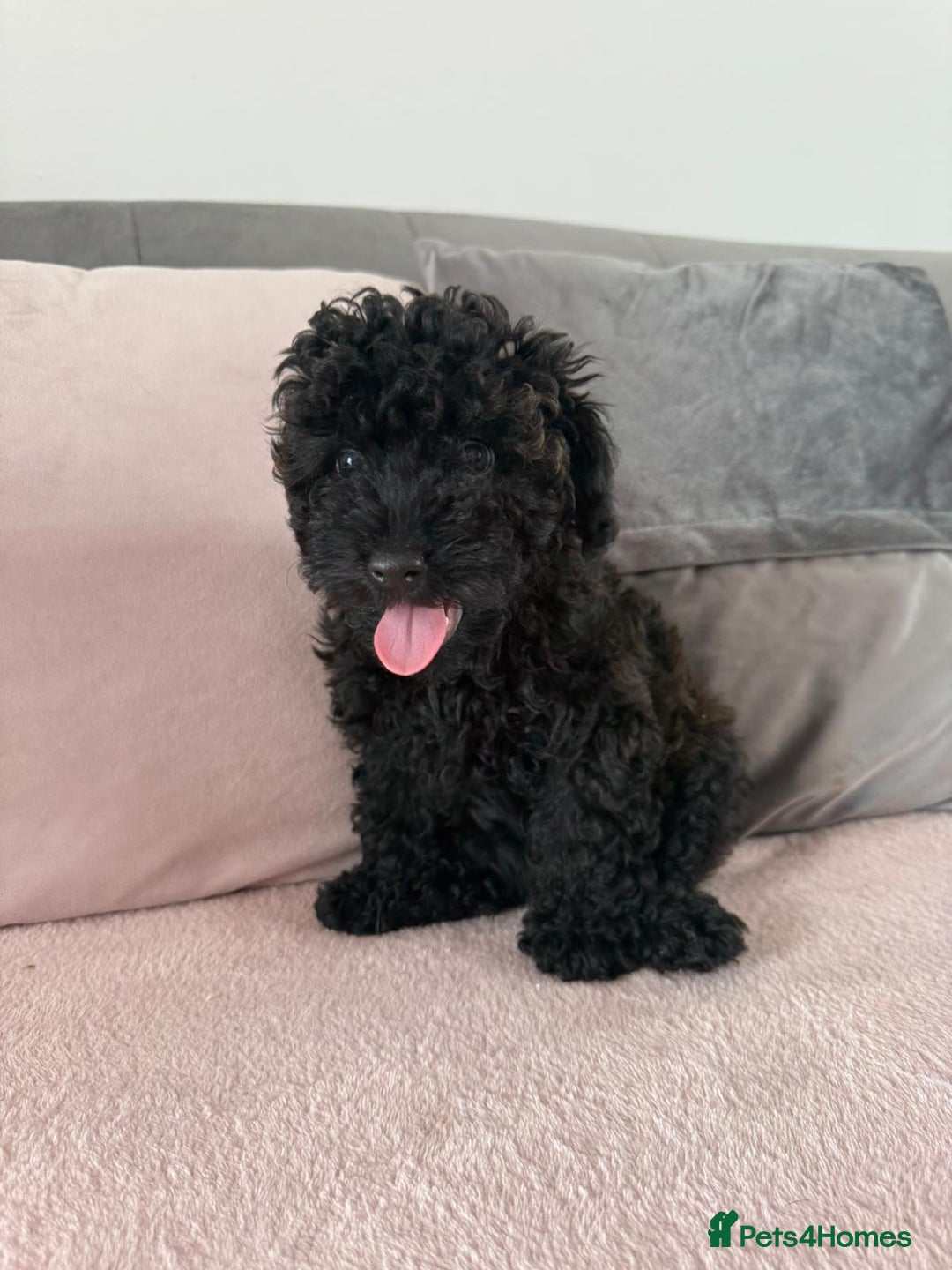 Toy Poodle dogs for sale: READY TO LEAVE Adorable Toy Poodles - Image 6