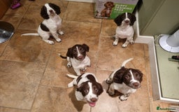 English Springer Spaniel dogs for sale: English springer spaniel puppies  - Image 21