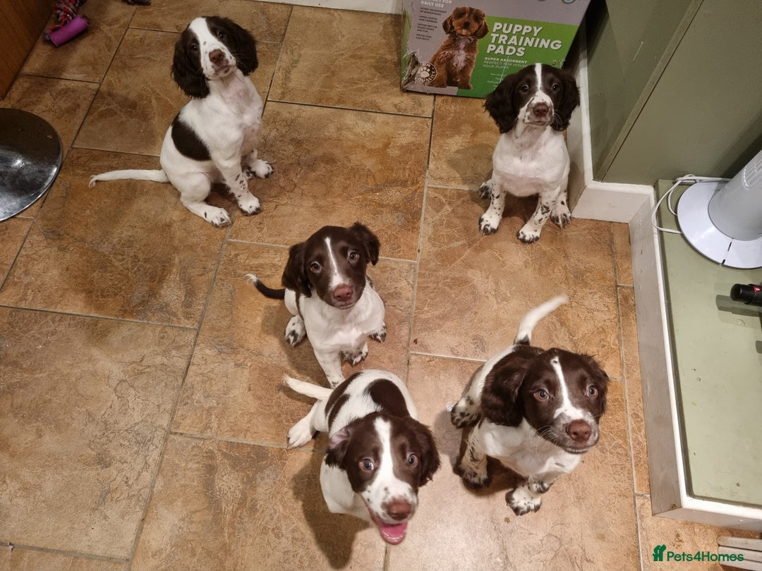 English Springer Spaniel dogs for sale: English springer spaniel puppies  - Image 21
