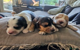 Cockapoo dogs for sale:  7 week old Cockapoos 2 girls ( both sold)  1 boy  - Image 24