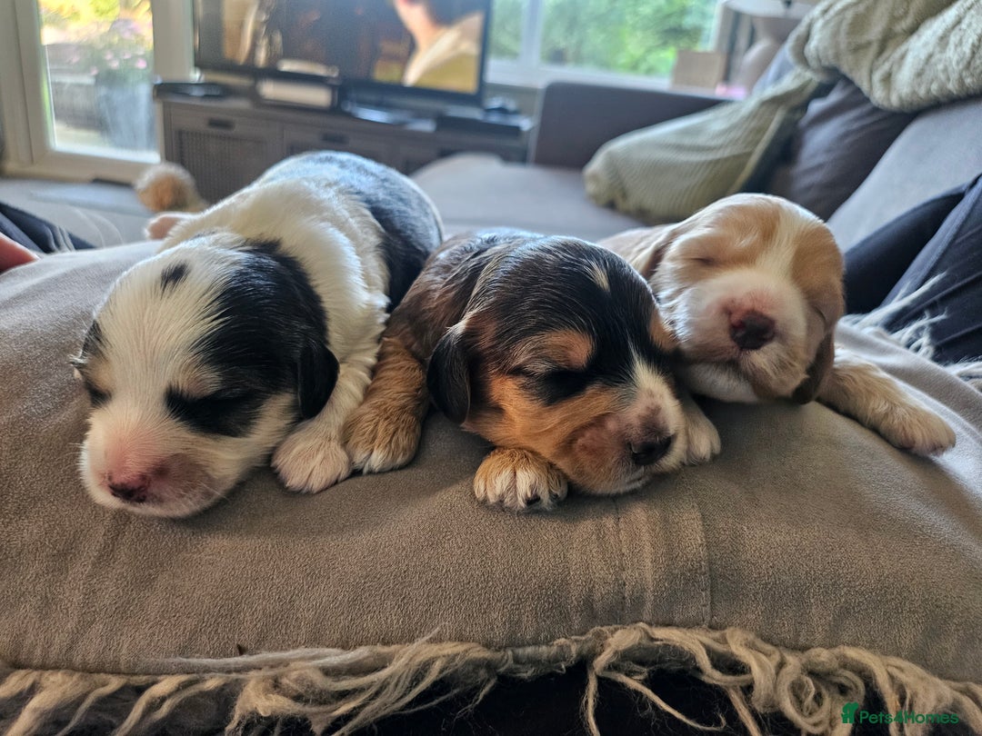 Cockapoo dogs for sale:  7 week old Cockapoos 2 girls ( both sold)  1 boy  - Image 24