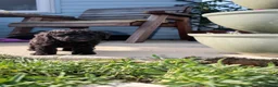Miniature Poodle dogs for sale: Brown chocolate miniatures poodle - Advert 25