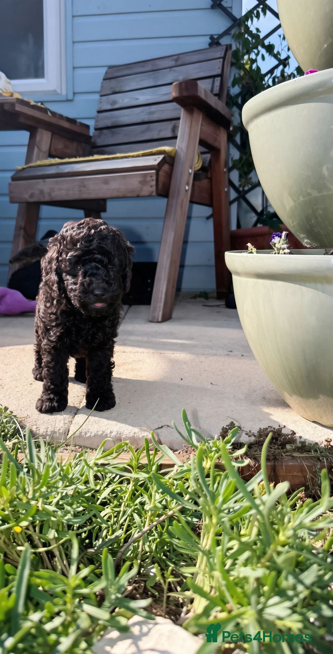Miniature Poodle dogs for sale: Brown chocolate miniatures poodle - Advert 25