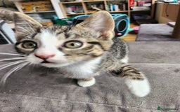British Shorthair cats for sale: Silver Tabby Kittens  - Image 9