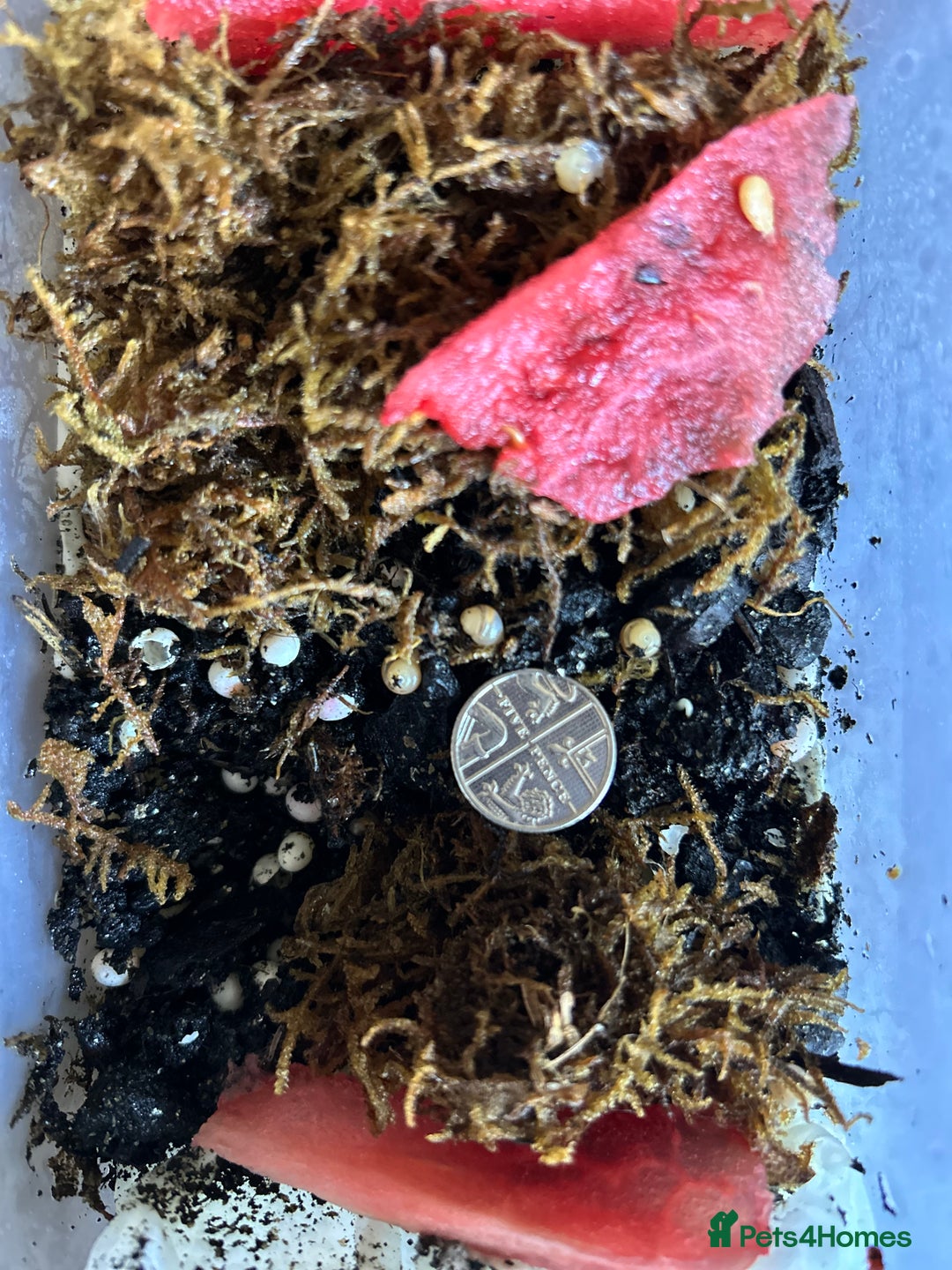 Snails invertebrates for sale: Giant African Land Snail Babies  - Image 4