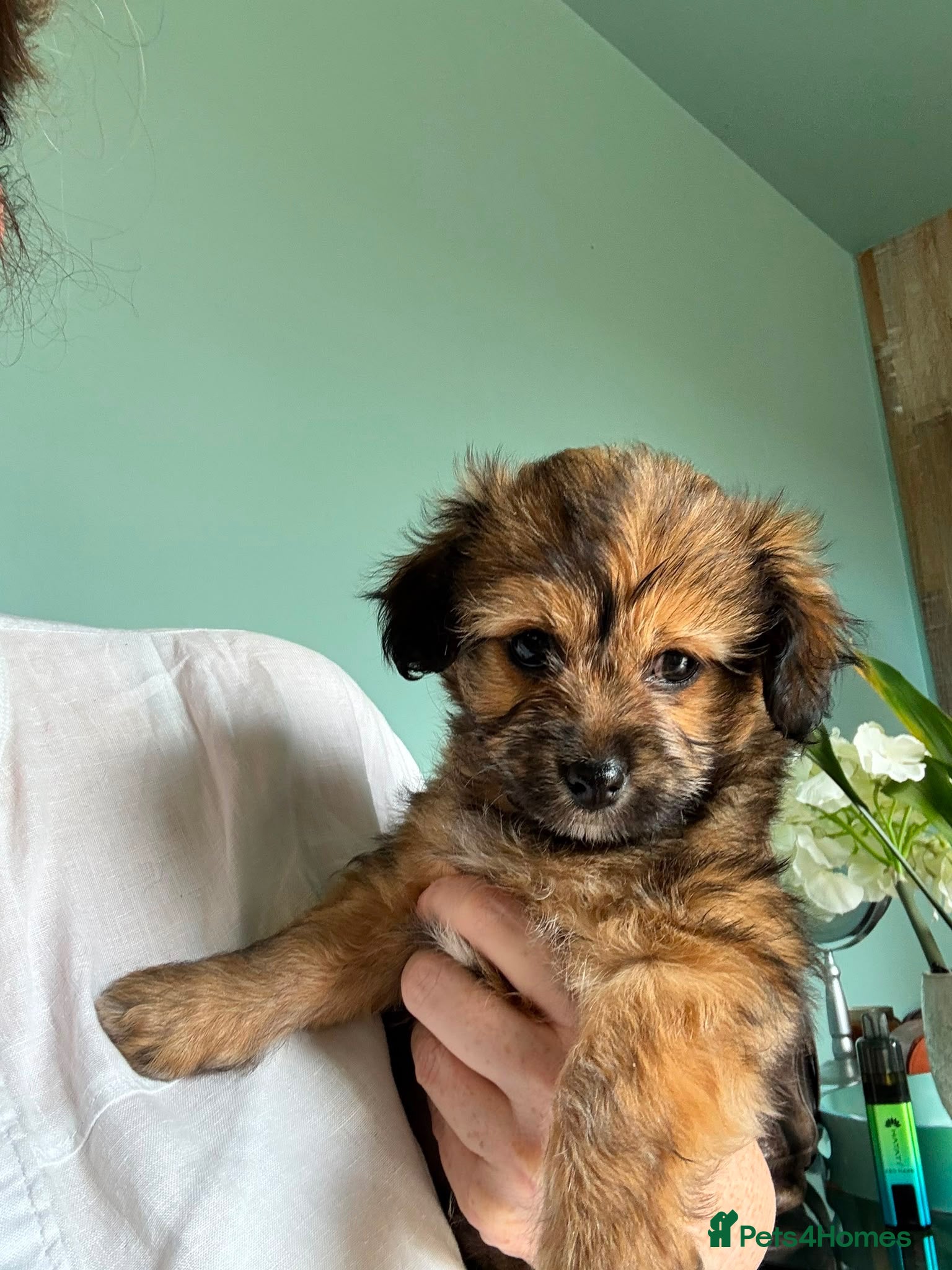Mixed Breed dogs Chihuahua x papillon  - Advert 1