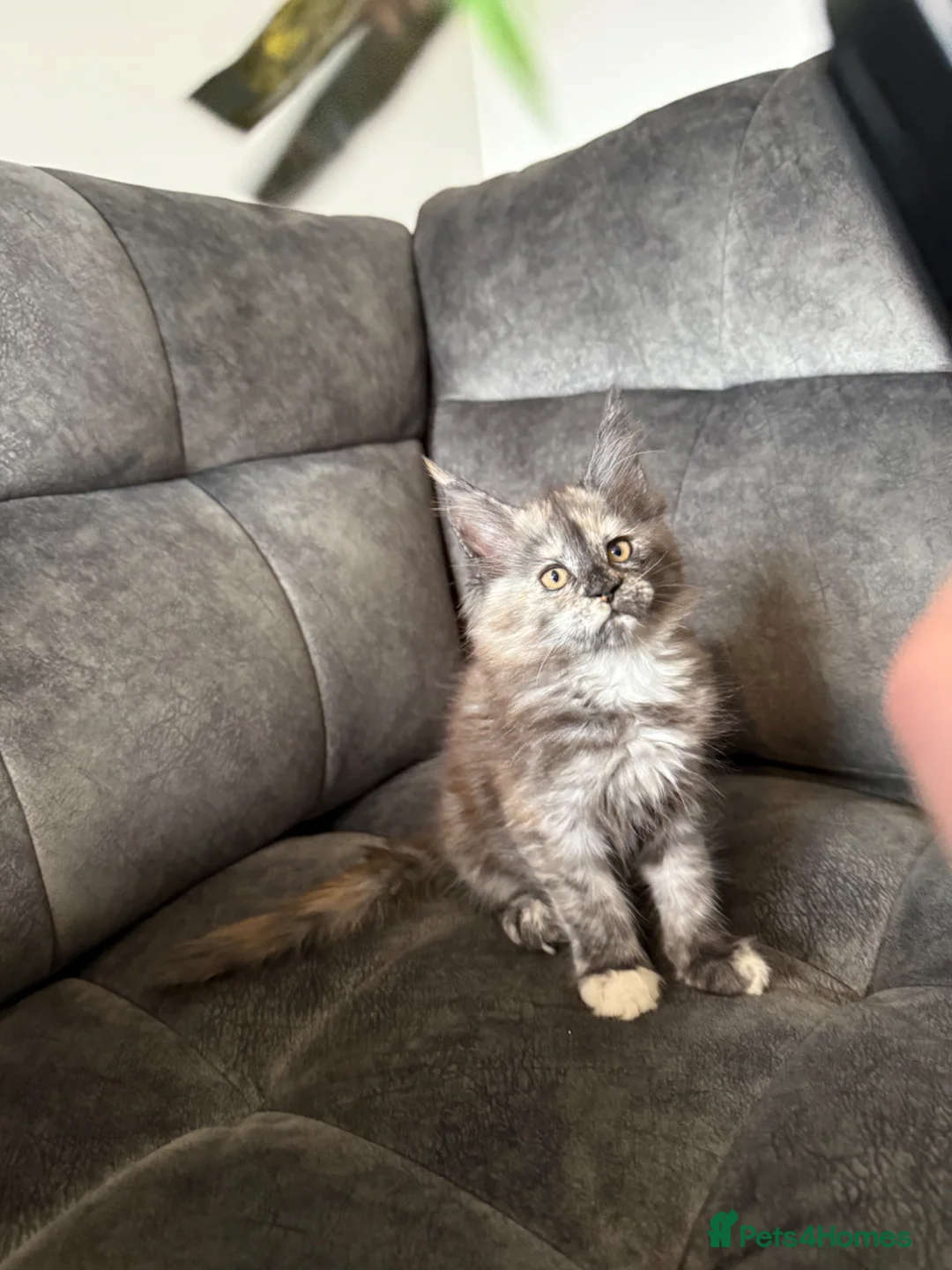 Maine Coon cats for sale: Maine Coons kittens purebred  - Advert 40