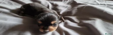 Miniature Dachshund Puppy 6