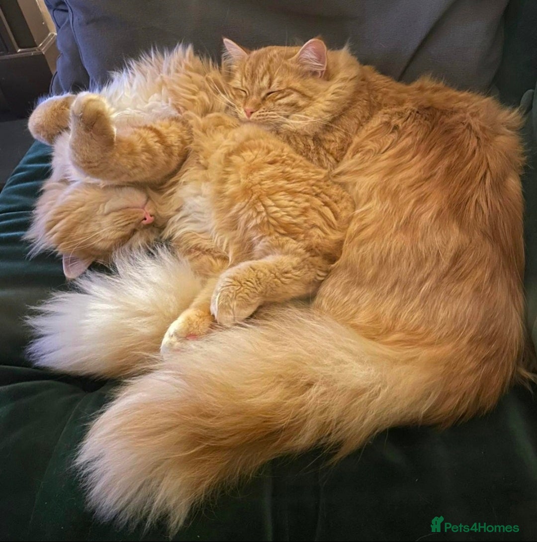 Mixed Breed cats for sale: Red Ginger fluffy kitten boy mix Ragdoll Siberian  - Image 11