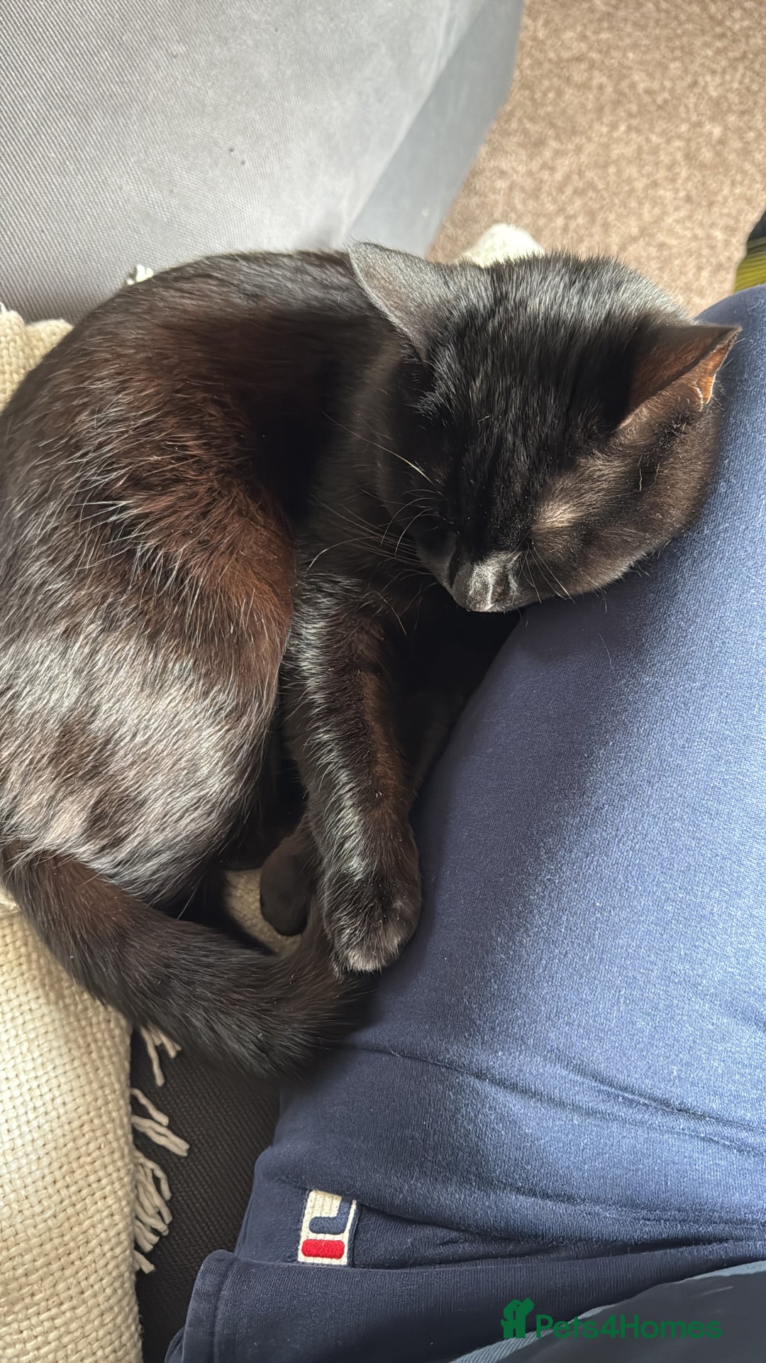 British Shorthair cats for sale: 1 year old cat - Image 2