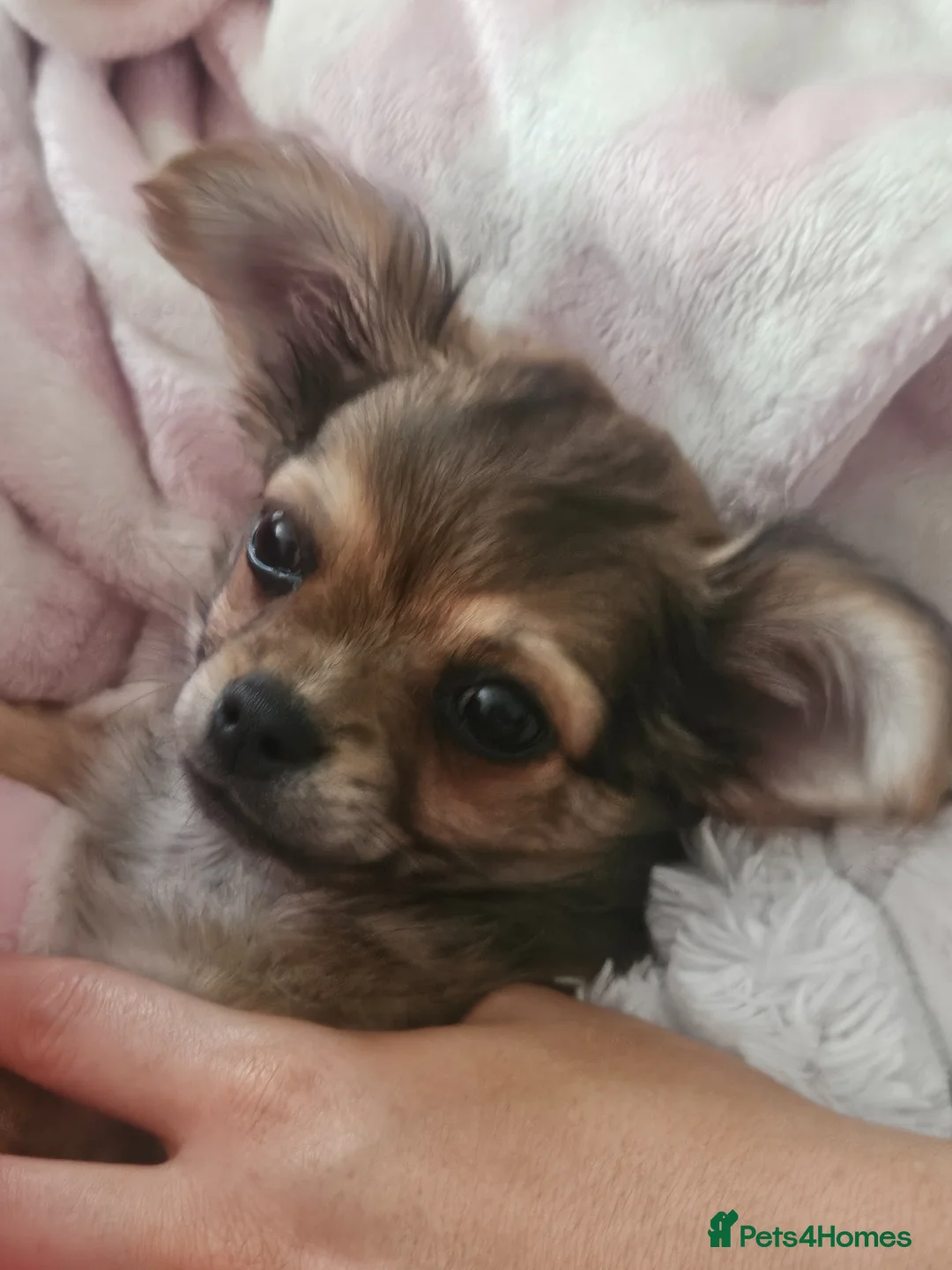 Chihuahua dogs for sale: Pedigree Male Chihuahua 13 weeks old - Advert 4
