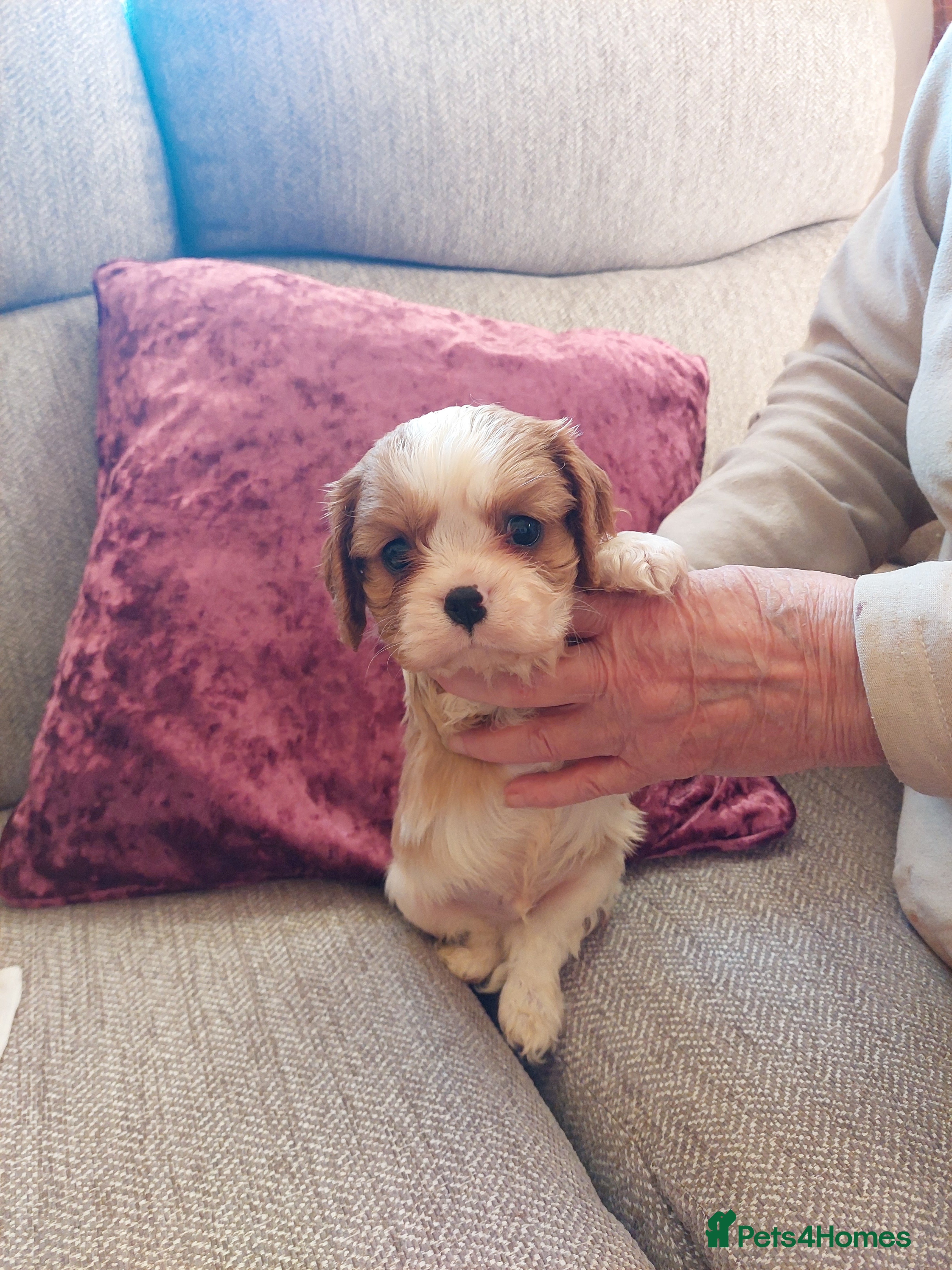 Cavalier King Charles Spaniel dogs Blenheim cavaliar puppies  - Advert 1