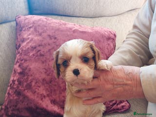 Cavalier King Charles Spaniel dogs Blenheim cavaliar puppies - Advert 18