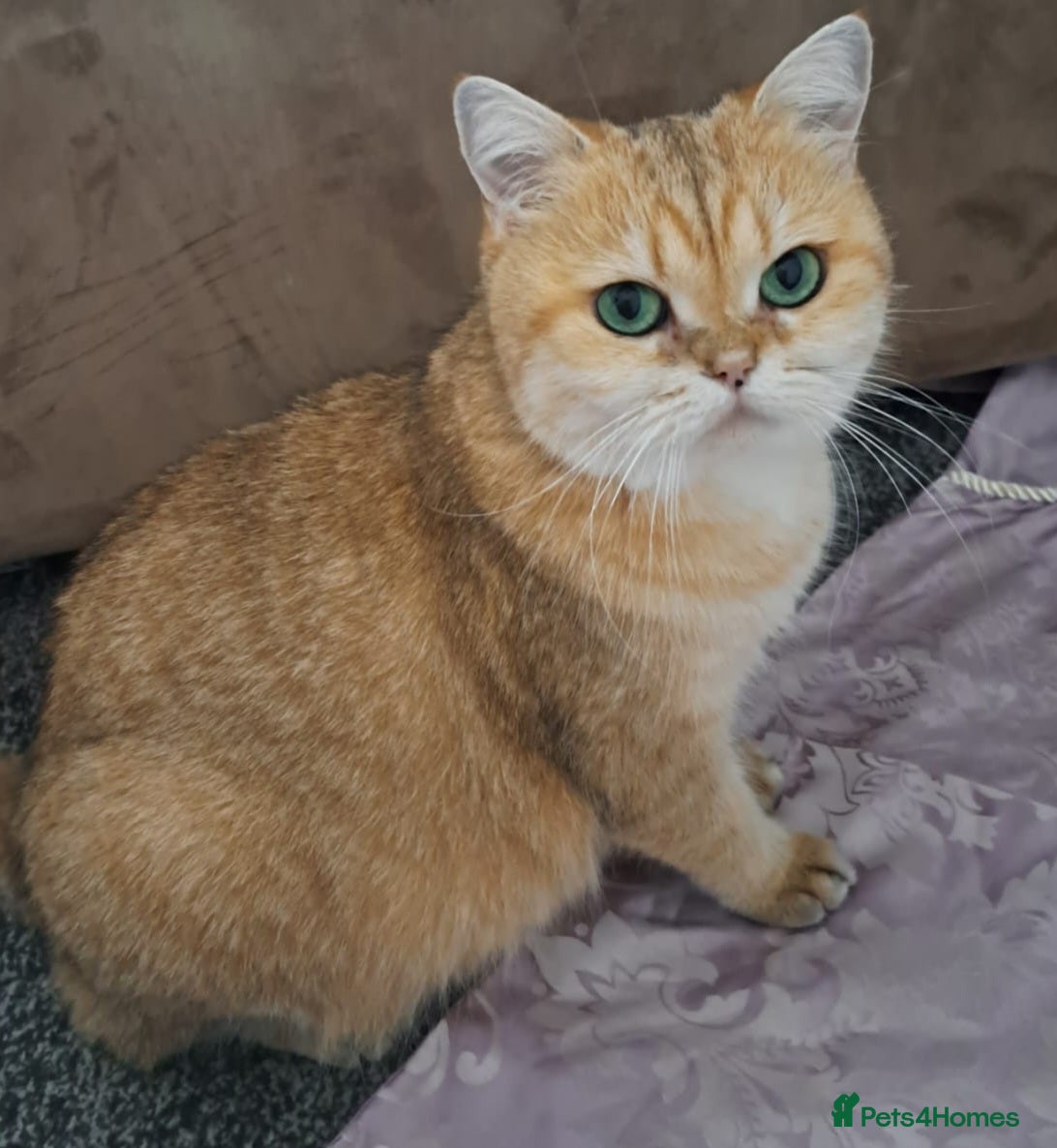 British Shorthair cats ✨  Gorgeous Retired Queen  ✨ - Advert 12