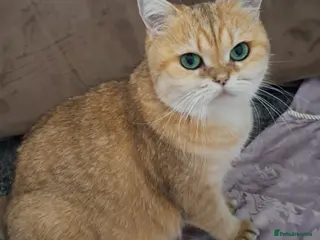 British Shorthair cats ✨ Gorgeous Retired Queen ✨ - Advert 12