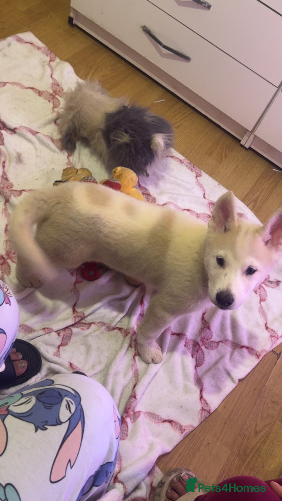 Siberian Husky dogs Siberian husky puppies  - Advert 10