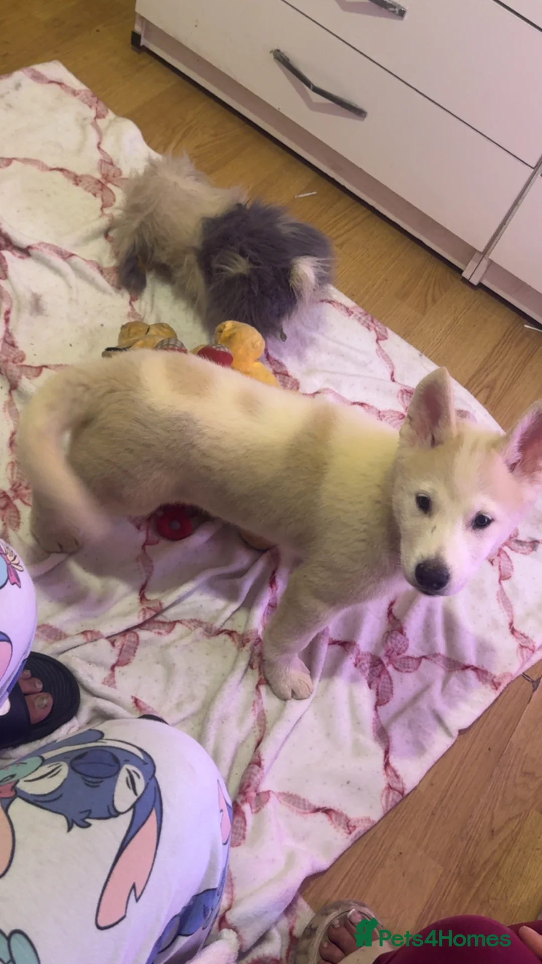 Siberian Husky dogs for sale: Siberian husky puppies  in Dudley - Advert 1