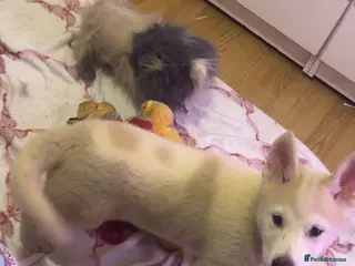 Siberian Husky dogs Siberian husky puppies - Advert 10