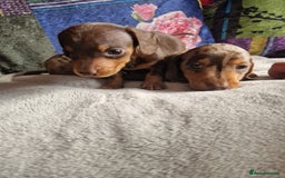 Miniature Dachshund dogs for sale: Miniature Dachshund Pups - Image 8