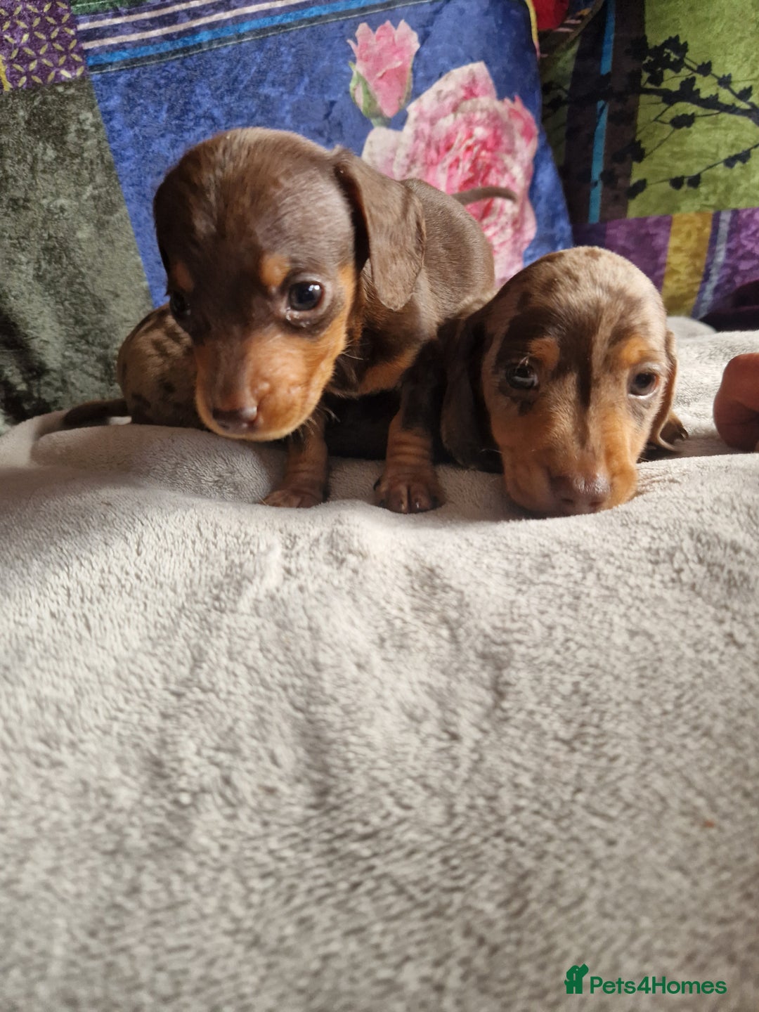 Miniature Dachshund dogs for sale: Miniature Dachshund Pups - Image 8
