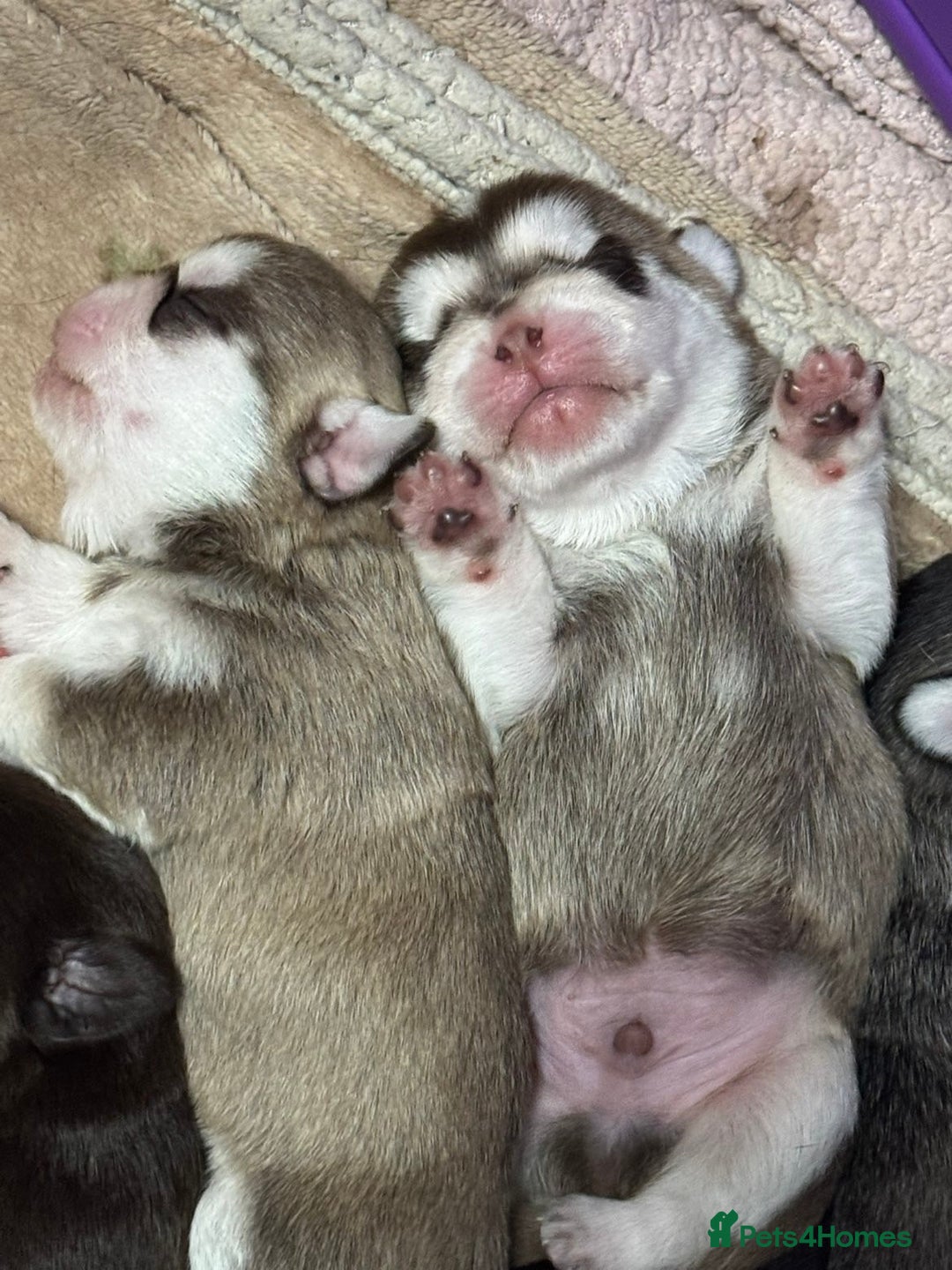 Pug dogs for sale: Pug 1 boy kc  - Advert 5