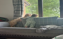 Cockapoo dogs for sale: Male 2 year old cockapoo  - Image 3