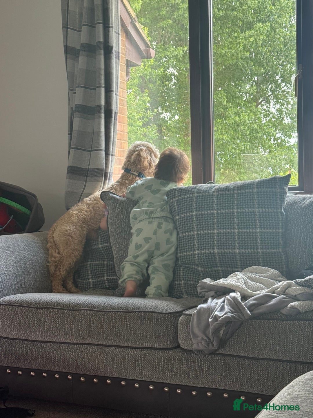 Cockapoo dogs for sale: Male 2 year old cockapoo  - Image 3
