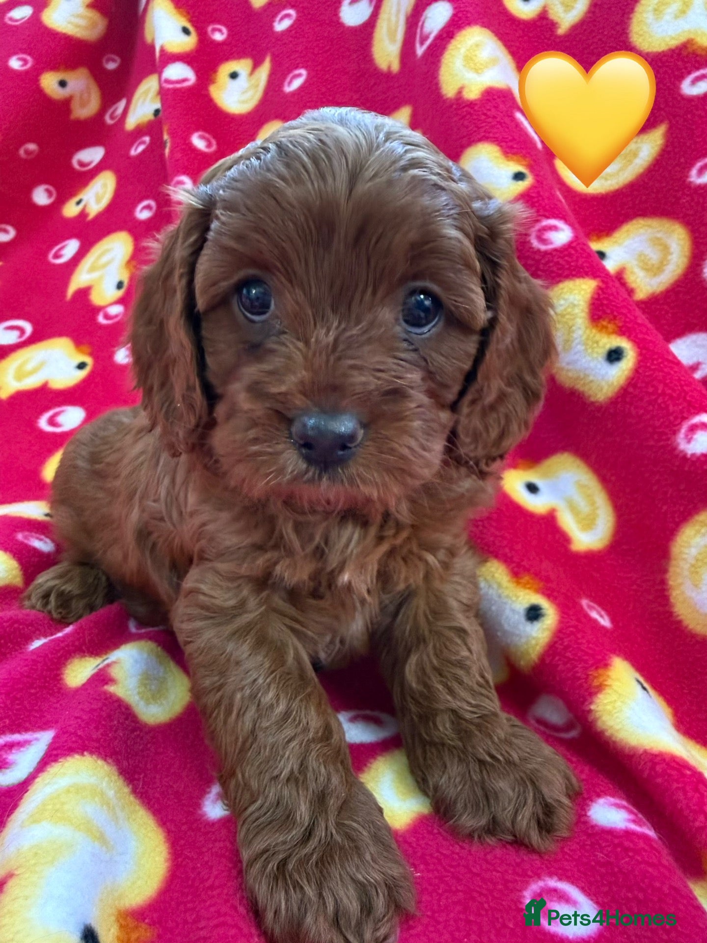 Cavapoo dogs Stunning Fox Red F1 Cavapoo Puppies H/C  - Advert 2