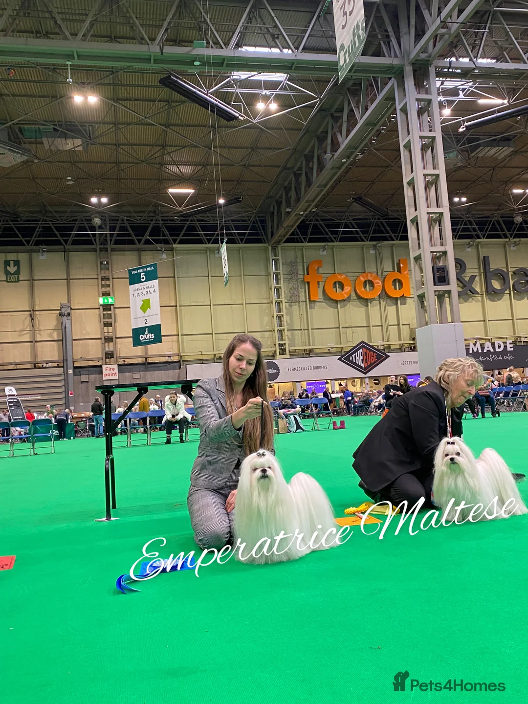 Maltese dogs for sale: Emperatrice Maltese-Korean Line Show Maltese KC Re - Advert 3