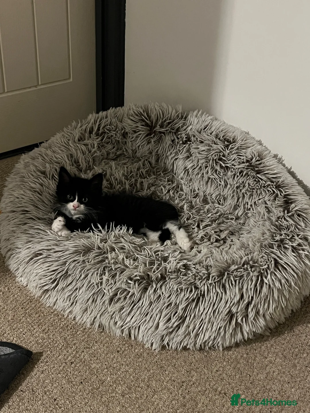 Mixed Breed cats for sale: Beautiful Domestic Longhair Tuxedo Boy in Southampton - Advert 3