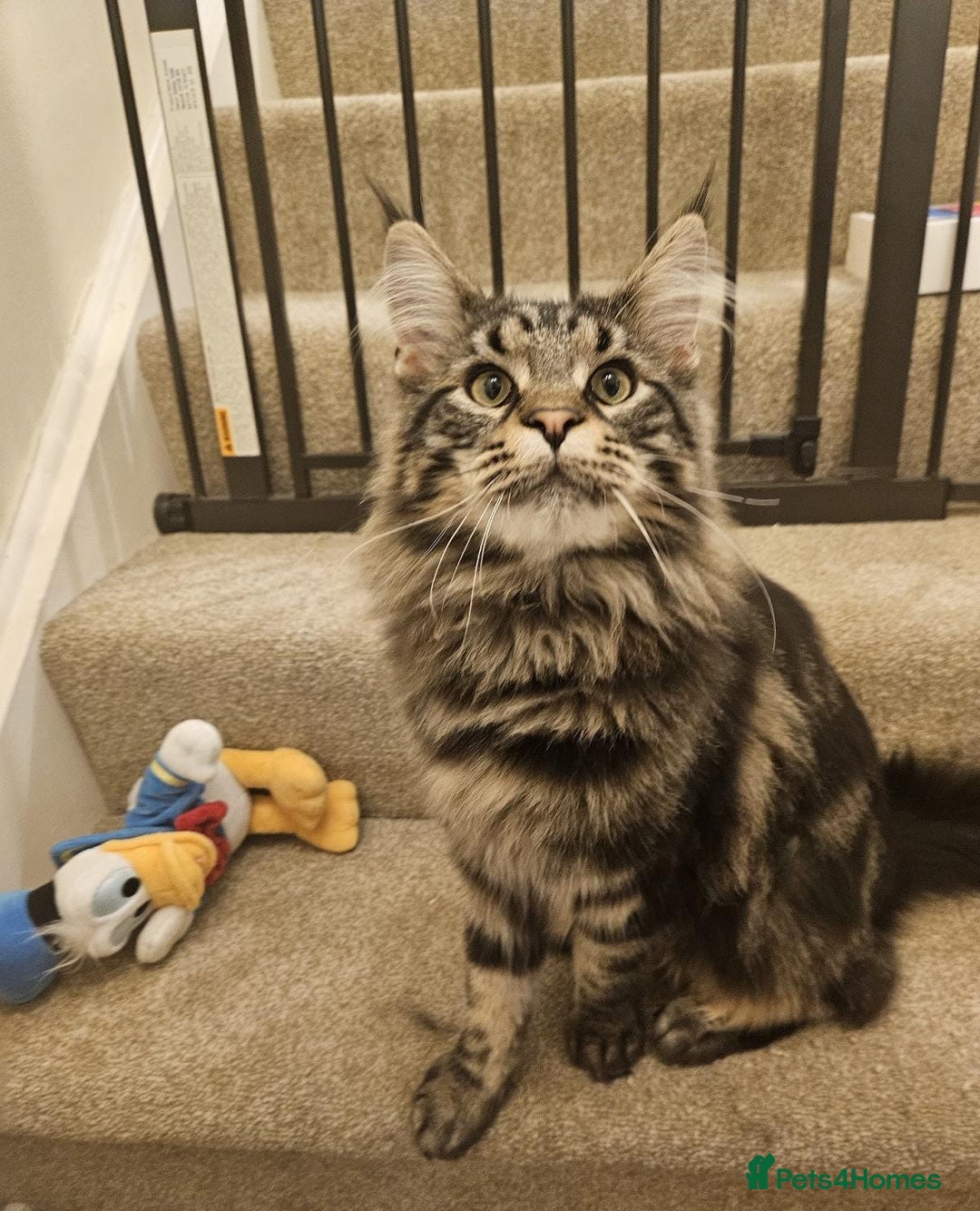 Mixed Breed cats for sale: MaineCoon x Ragdoll kittens - Advert 8