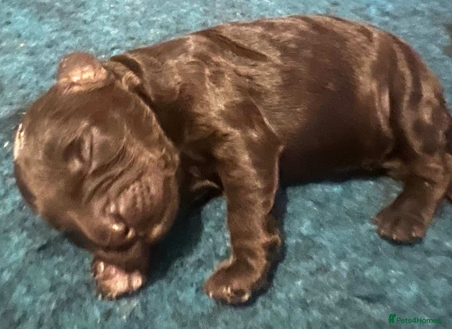 Australian Labradoodle dogs for sale:     🐾 Adorable Australian Labradoodle Puppies  - Advert 1