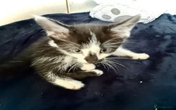 Mixed Breed cats for sale: Beautiful siamese mix kittens - Image 10