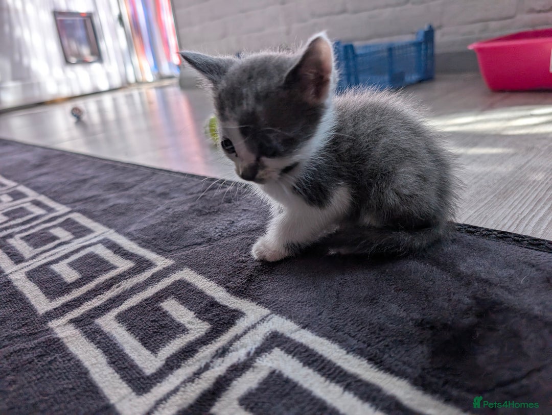 Brazilian Shorthair cats for sale: 2x 13 weeks kittens British shorthair  - Image 2