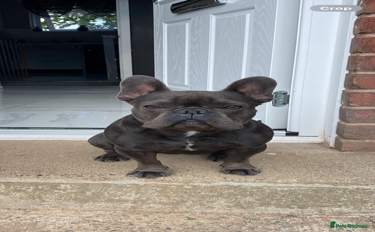 French Bulldog dogs - Advert 10
