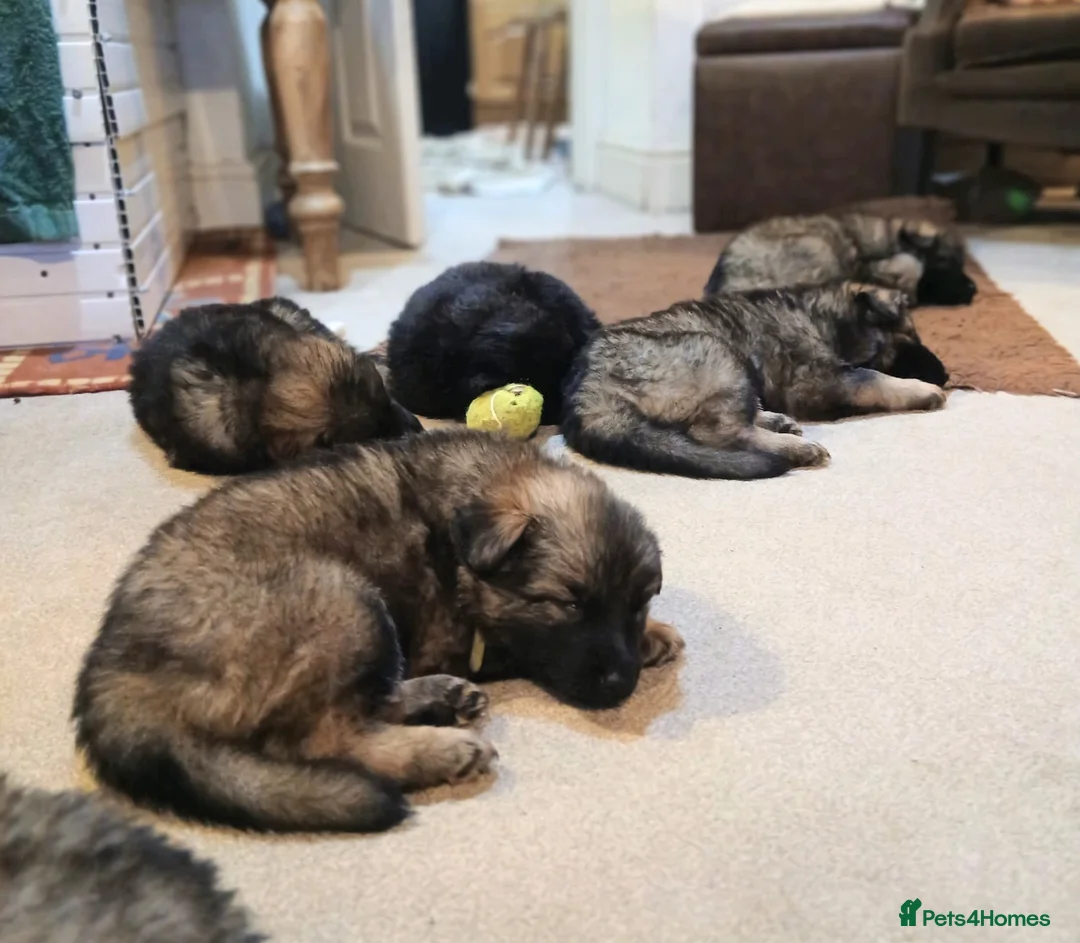 German Shepherd dogs for sale: Exceptional KC Health tested L/C Puppies  - Advert 11