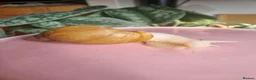 Snails invertebrates for sale: Giant African Land Snails (Lissachatina Fulica) in Norwich - Advert 5