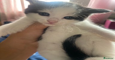 Mixed Breed cats - Advert 15