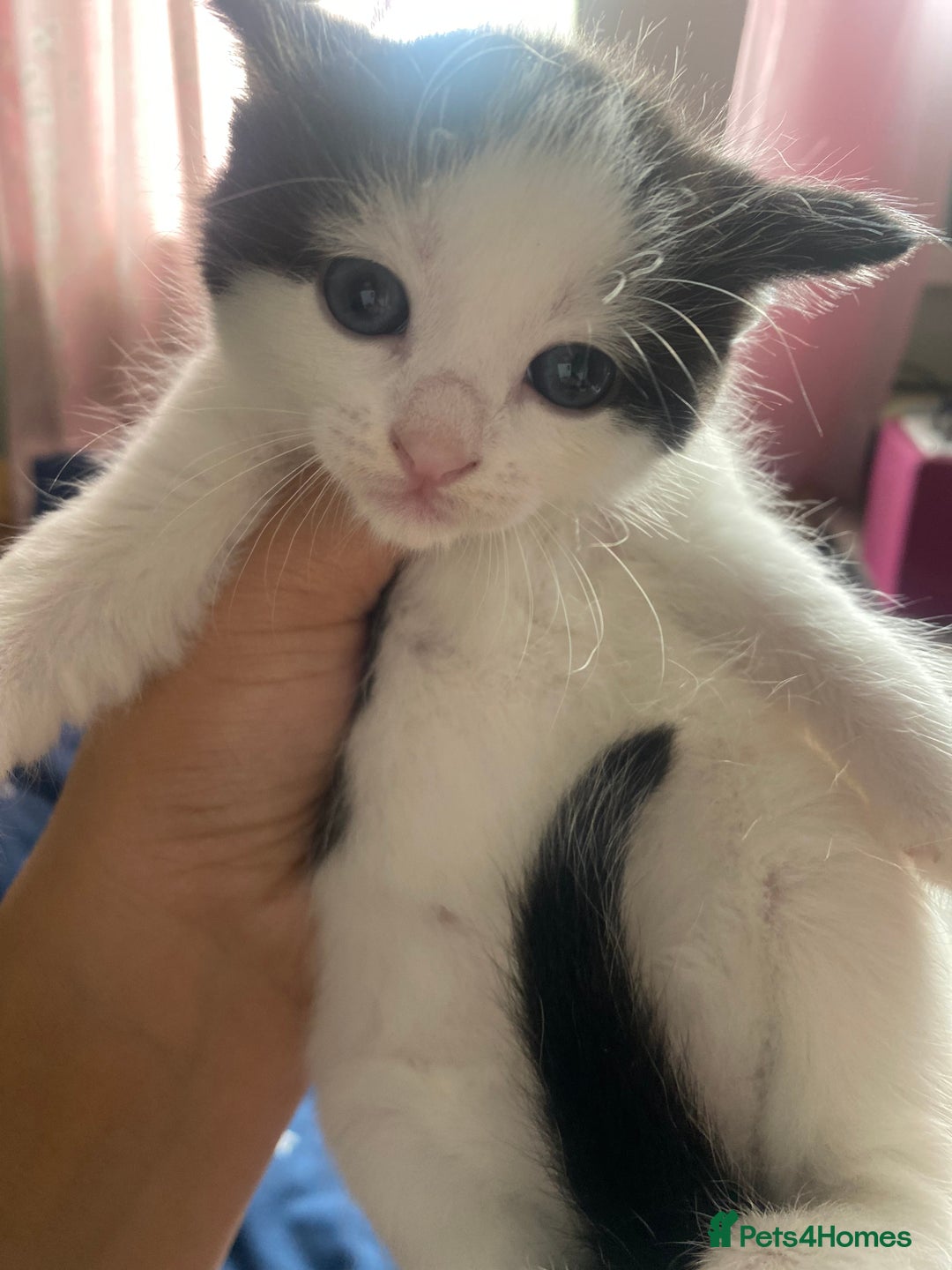 Mixed Breed cats for sale: WHITE and black beautiful kittens. READY NOW - Image 2