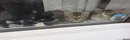 Mixed Breed cats for sale: Kittens need loving home  in Coventry - Advert 15